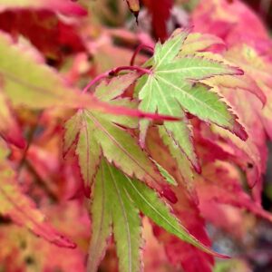 Acer palmatum Fall red tips