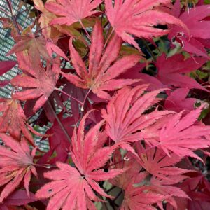 Acer palmatum 'Green elf'
