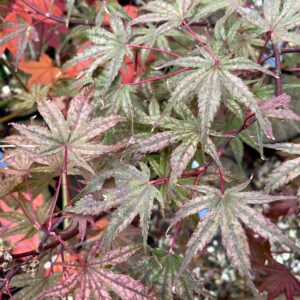 Acer palmatum 'Olsen frosted strawberry'