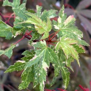 Acer palmatum 'Ryugu'