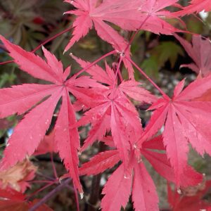 Acer palmatum 'Semi no hane'