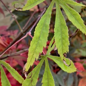 Acer palmatum 'Soma no kawa'