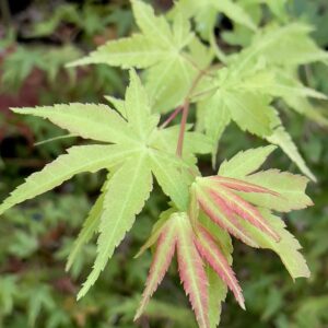 Acer palmatum 'Shiro fu nishiki'