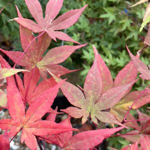 Acer palmatum 'Soni'