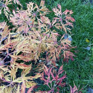 Acer japonicum 'Fairy lights'