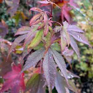 Acer palmatum 'Tai Hai'