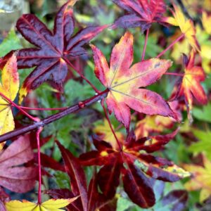Acer palmatum 'Kibune'