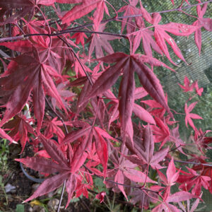 Acer palmatum 'Taka tori'