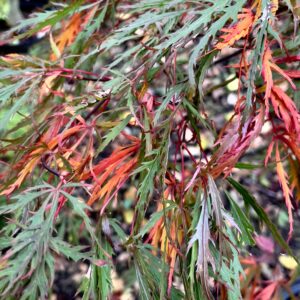 Acer palmatum 'Alloys'