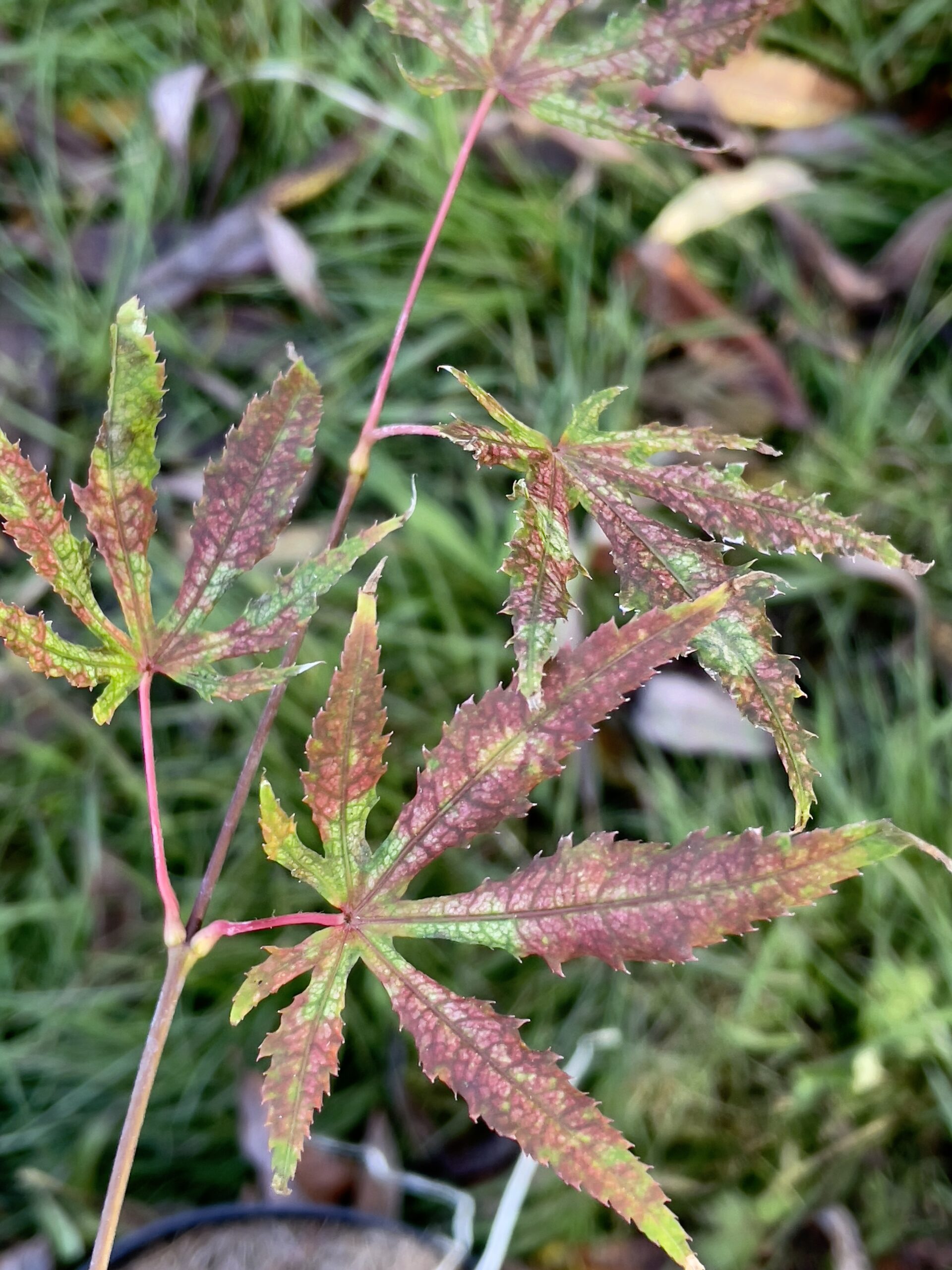 Acer palmatum Beni shigitatsu sawa - Poppins Plants