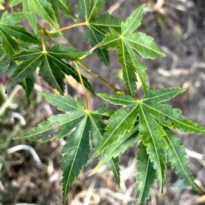 Acer palmatum 'Susan'