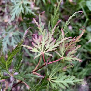 Acer palmatum 'Spring delight'
