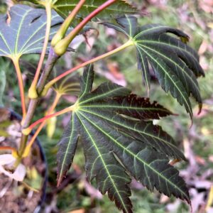 Acer palmatum 'Johin'