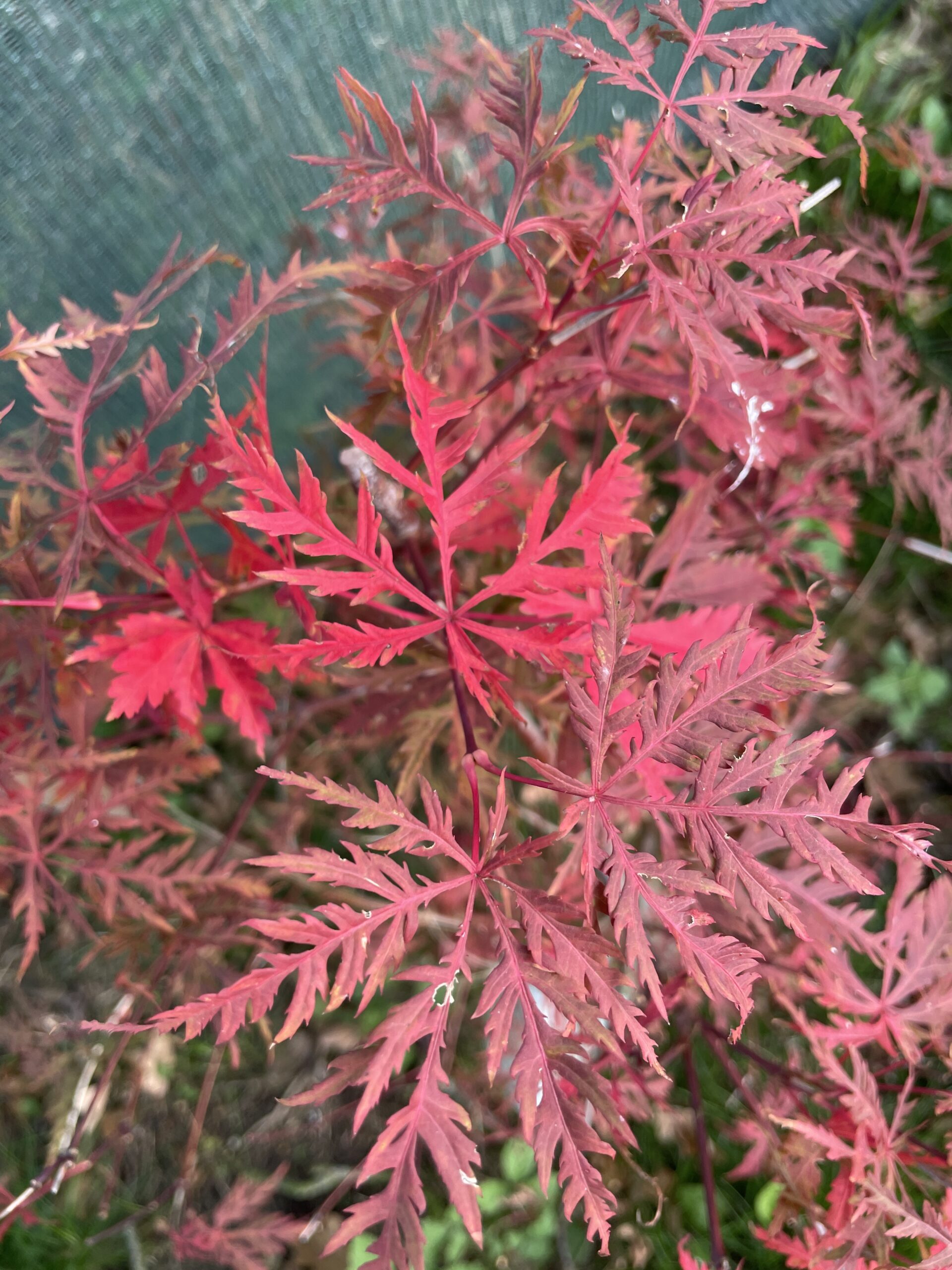 Acer palmatum 'Dissectum rubrum'