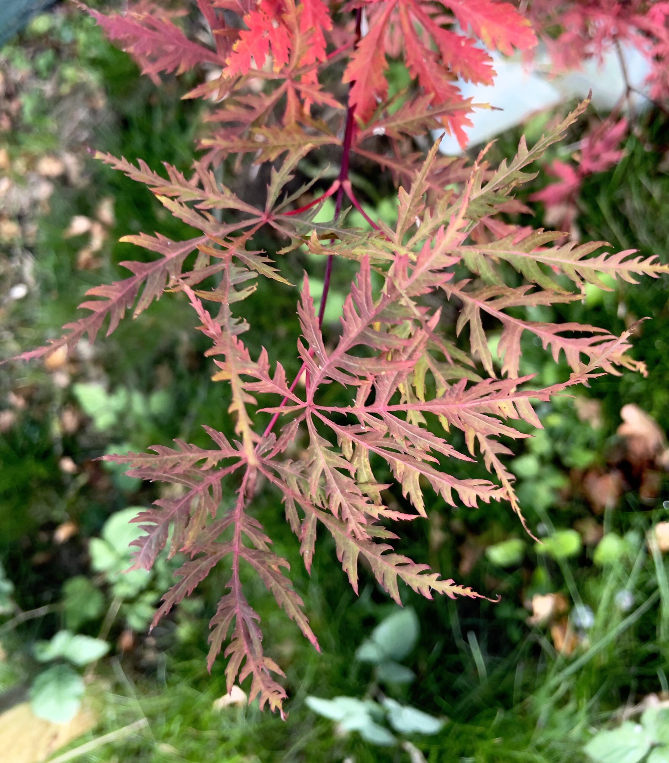 Acer palmatum 'Dissectum rubrum'