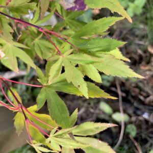 Acer palmatum 'Westonbirt orange'
