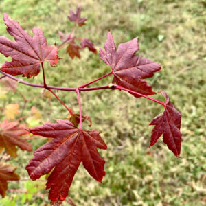 Acer circinatum 'Pacific purple'