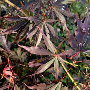 Acer palmatum 'Sumi nagashi'
