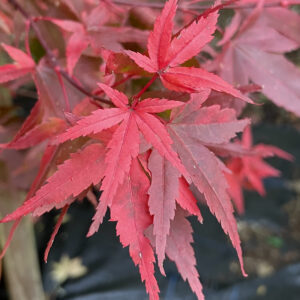 Acer palmatum 'Taroh yama'