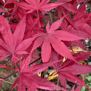 Acer palmatum 'Baumel'
