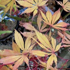 Acer palmatum 'Autumn showers'