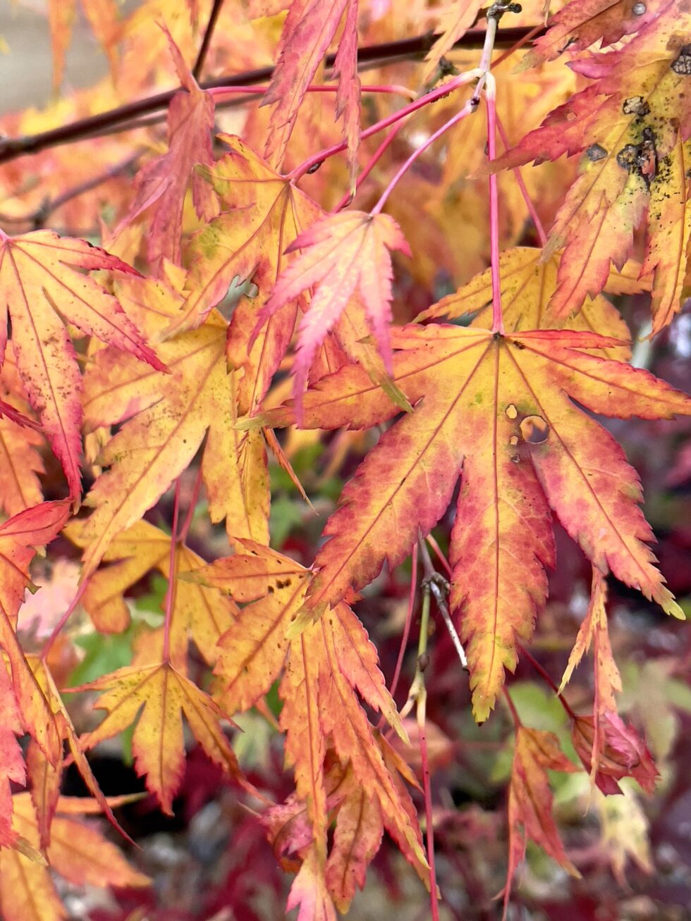 Acer palmatum 'Rising sun'