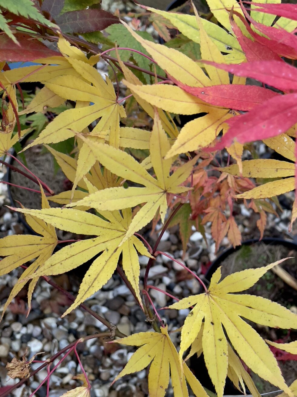 Acer palmatum 'Meihoh nishiki'