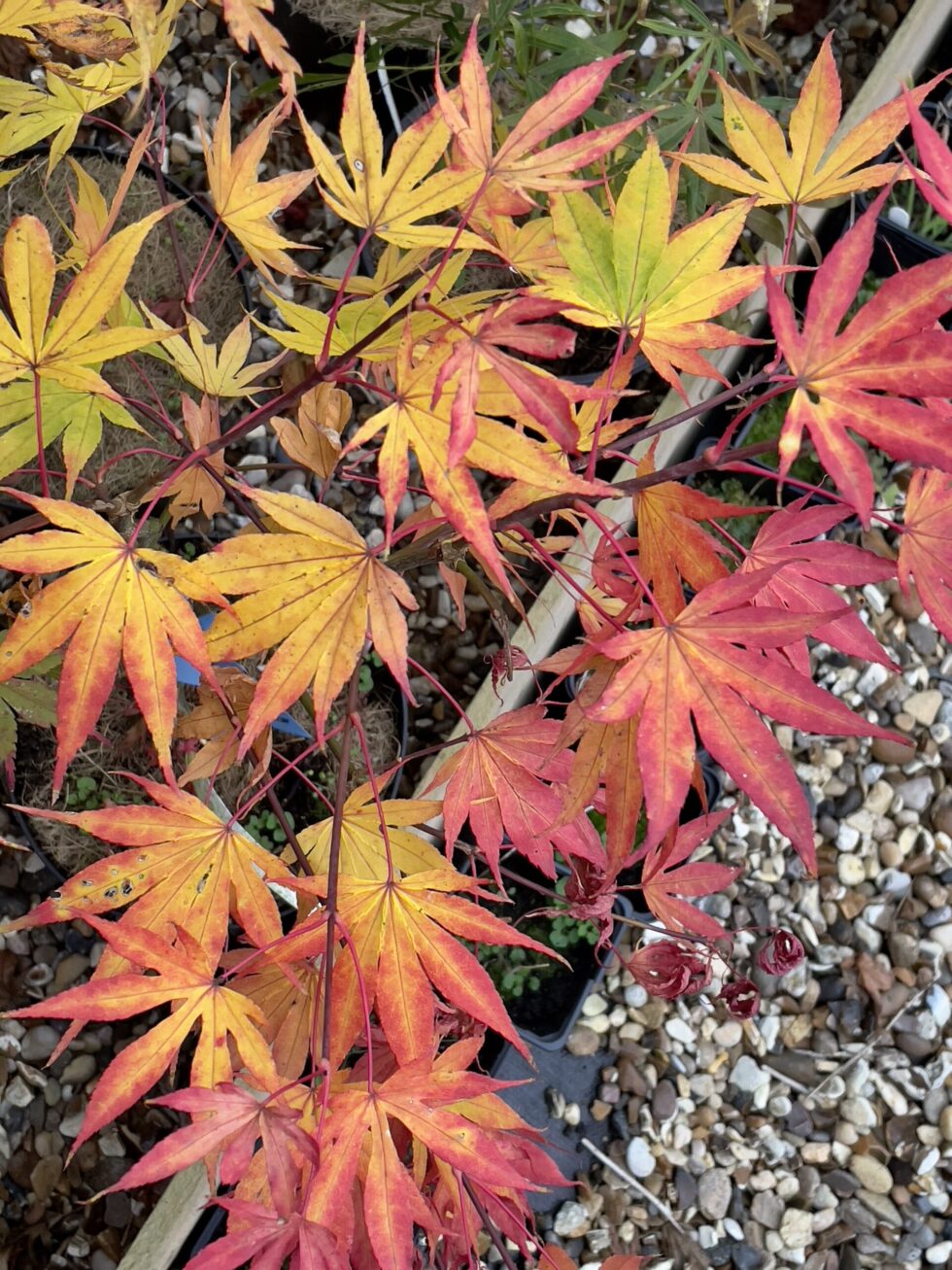 Acer palmatum 'Miyagino'