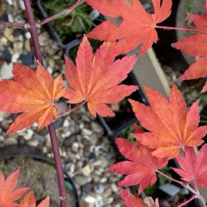 Acer sieboldianum 'Seki no kegon'