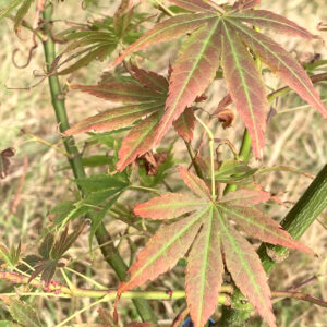 Acer palmatum 'Orion'