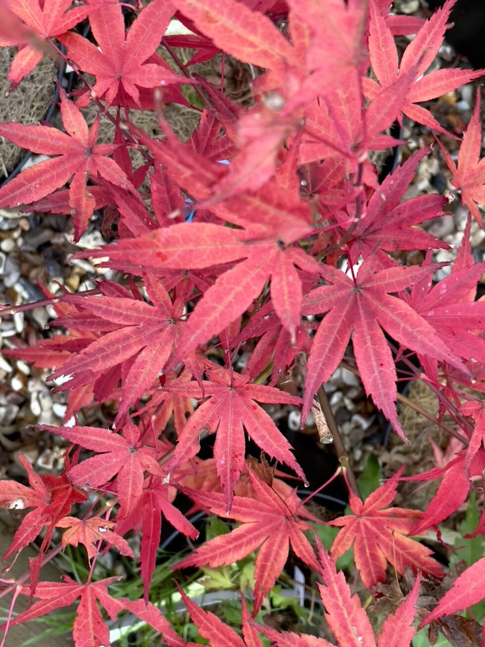 Acer palmatum 'Hama otome'