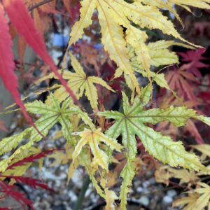 Acer palmatum 'First ghost'