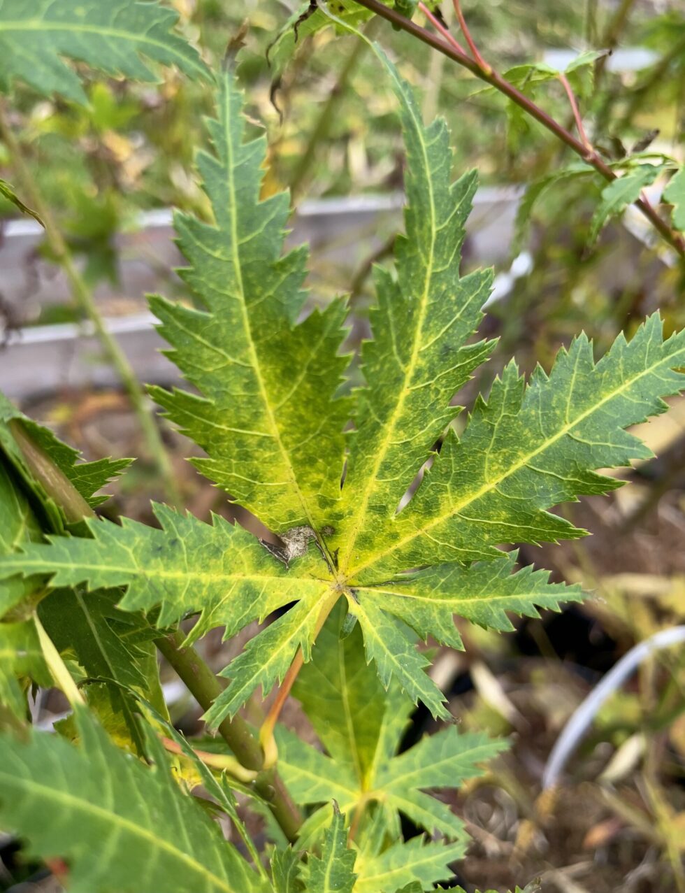 Acer palmatum 'Ao meshime no uchi shidare'