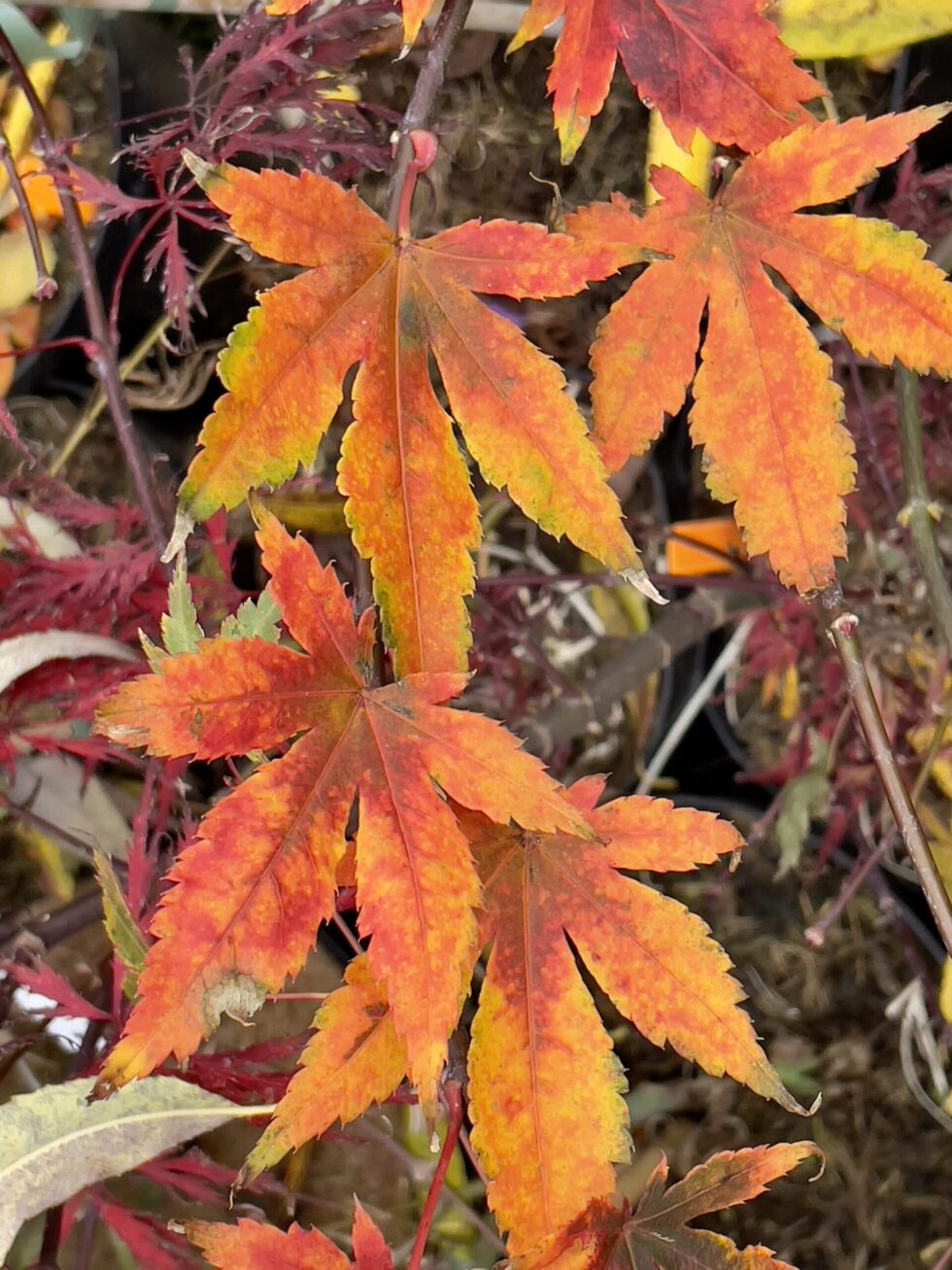 Acer palmatum 'Daiji sen'