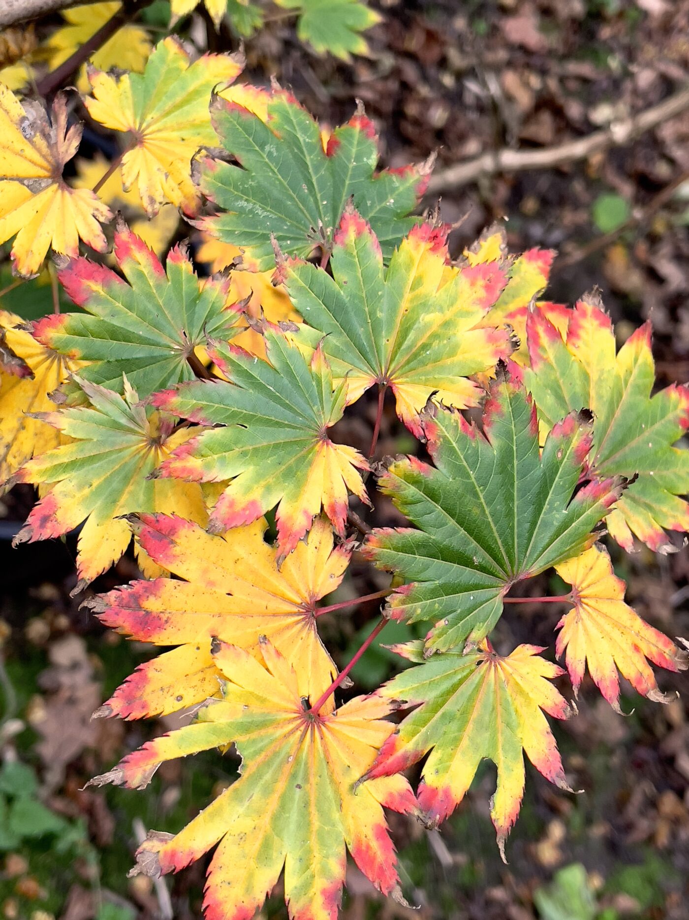 Acer shirasawanum 'Helena'