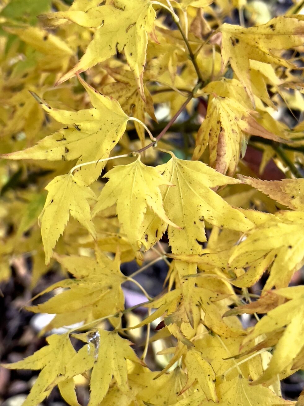 Acer palmatum 'Mitsuba yama'