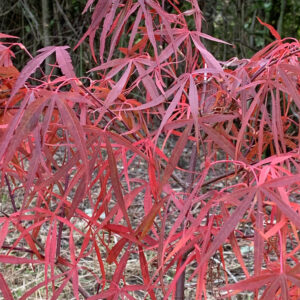 Acer palmatum 'Wentachee red'