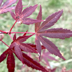 Acer palmatum 'Wood’s linearilobum select'