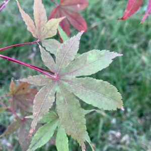 Acer palmatum 'Yama Mura'