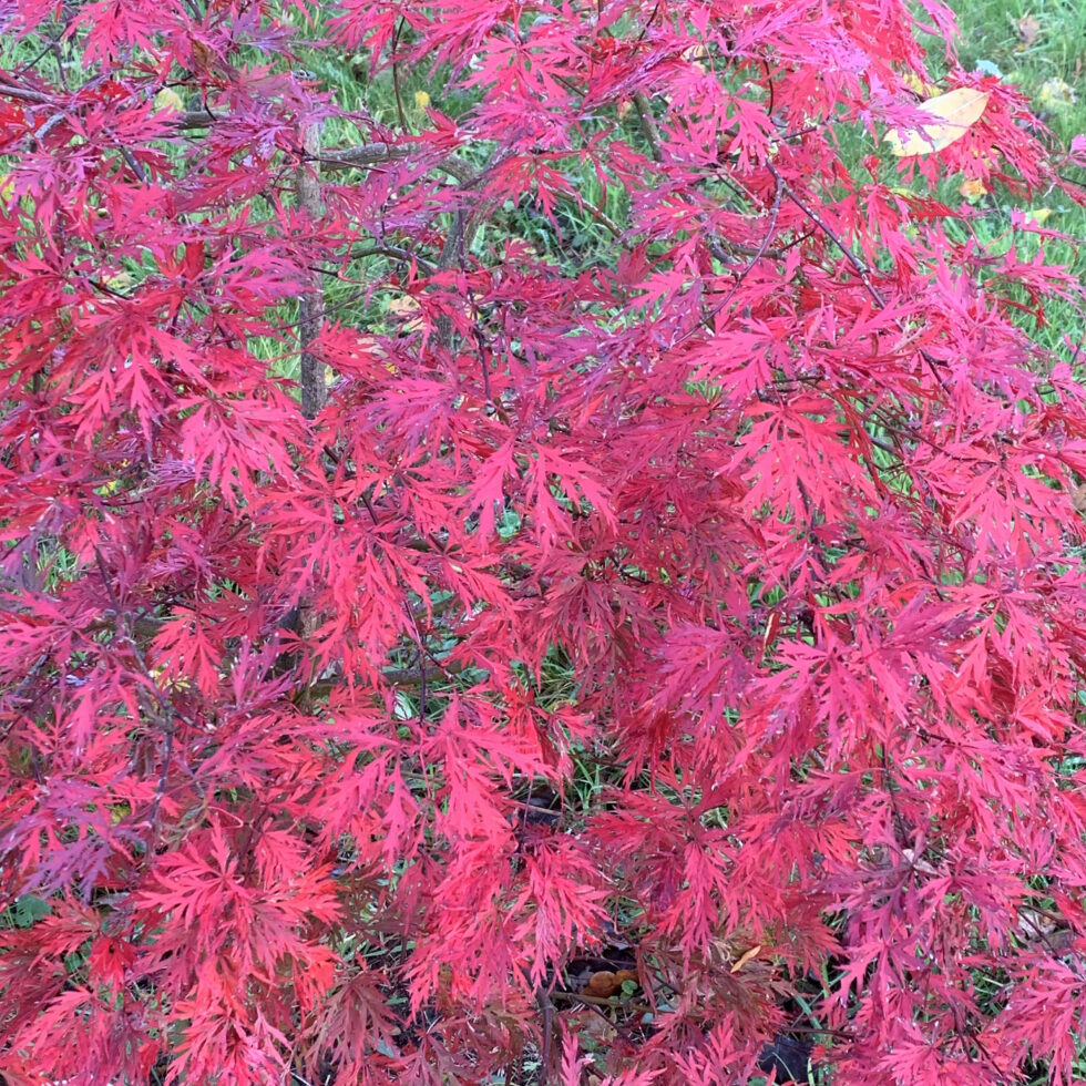 Acer palmatum 'Dissectum orangeola'
