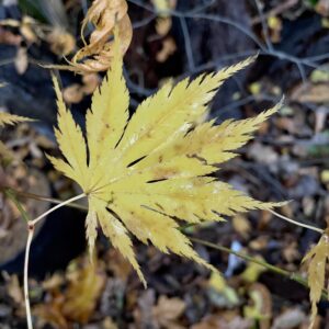 Acer palmatum Rufescens
