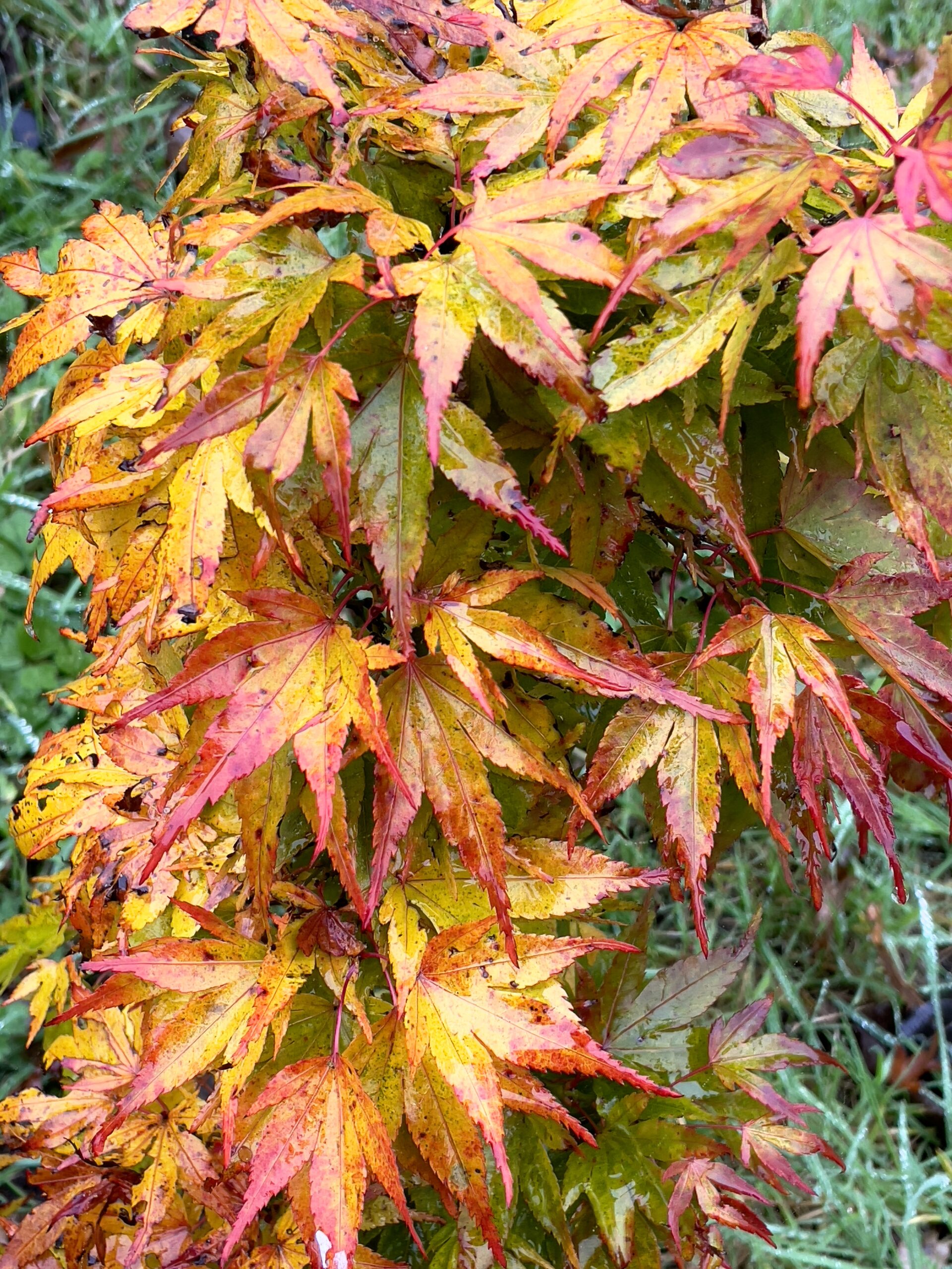 Acer palmatum 'Mikawa yatsubusa'