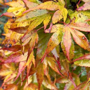 Acer palmatum 'Mikawa yatsubusa'