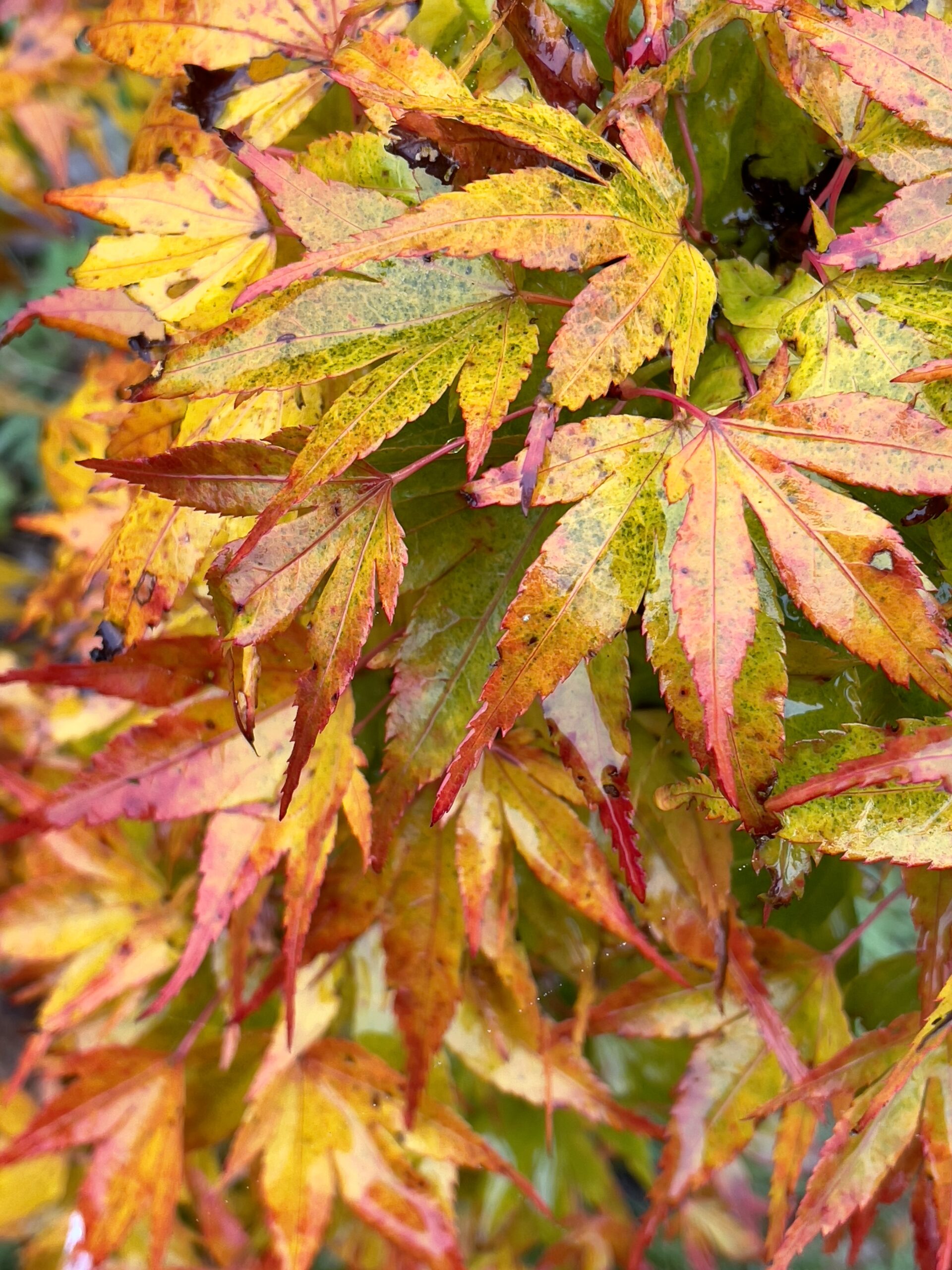 Acer palmatum 'Mikawa yatsubusa'