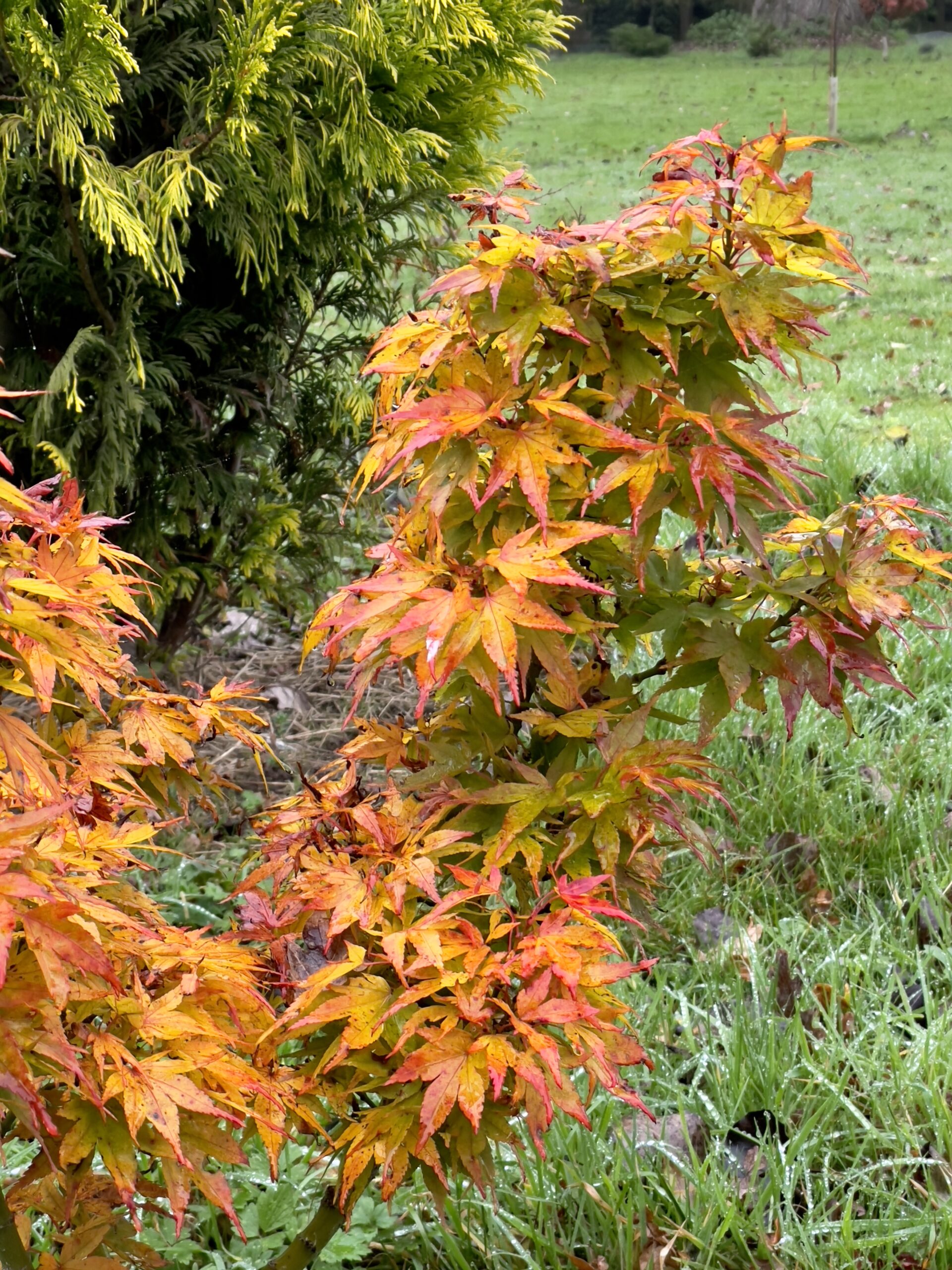 Acer palmatum 'Mikawa yatsubusa'