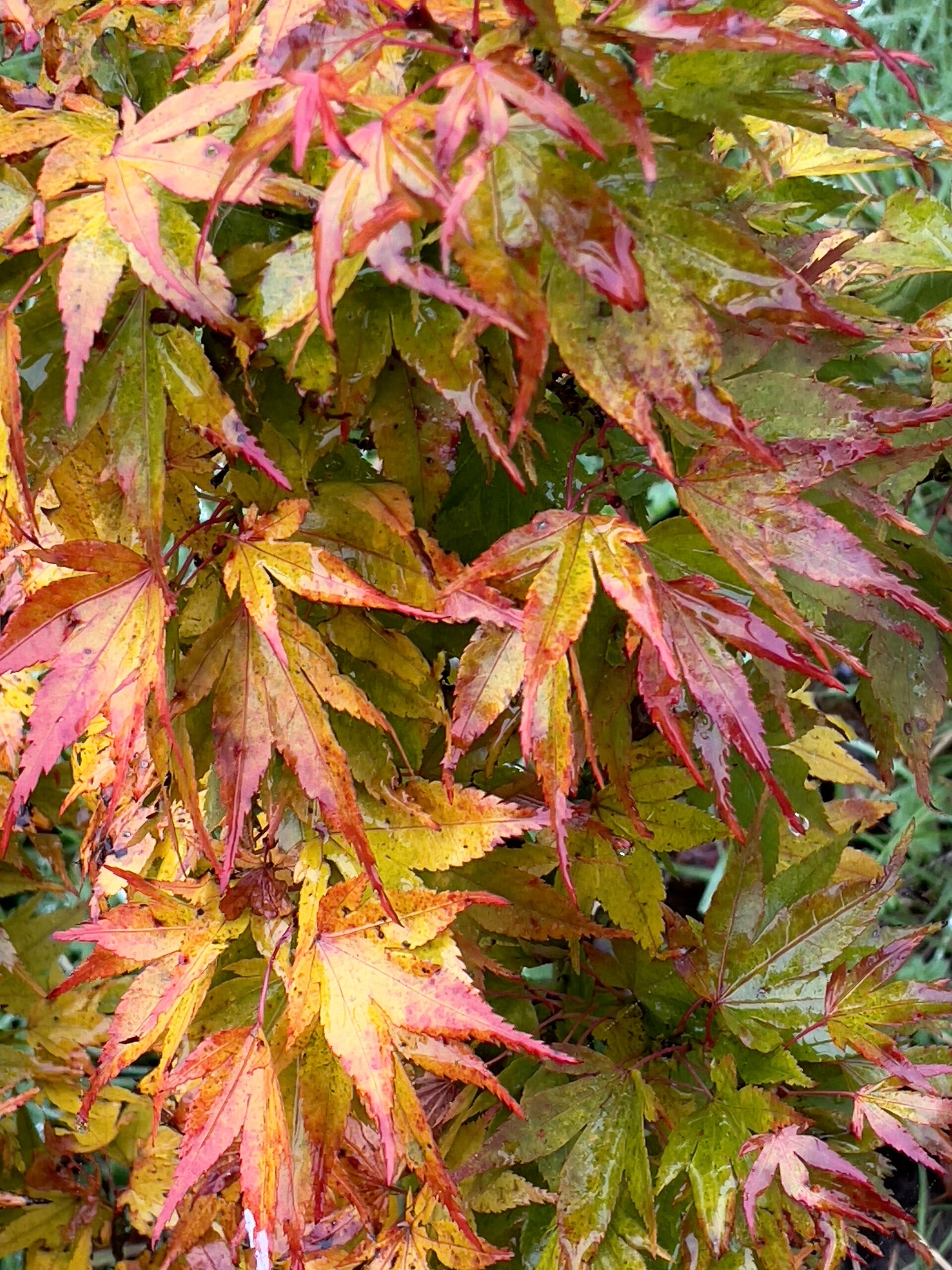 Acer palmatum 'Mikawa yatsubusa'