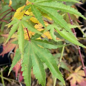 Acer palmatum 'Pine bark'