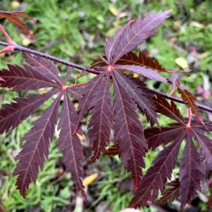 Acer palmatum 'Crimson carol'