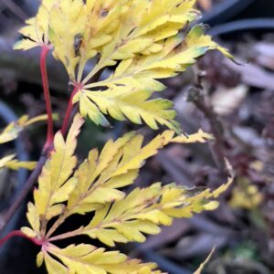 Acer palmatum 'Faun'