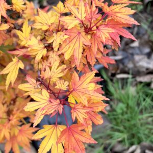 Acer palmatum 'Berry broom'